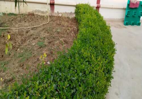 Terrace Garden Services Provider in Noida